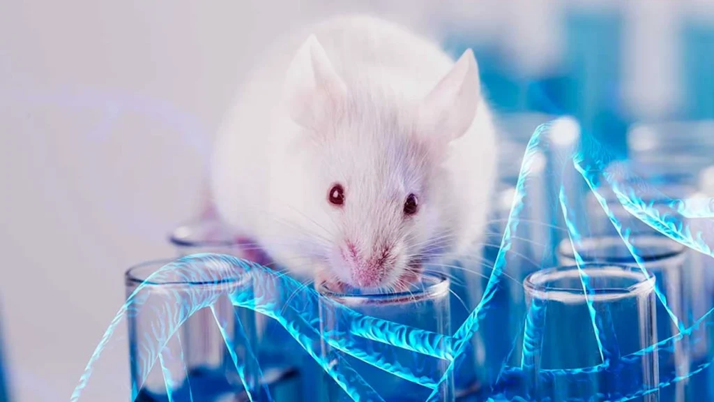 El estudio revela que el microbioma intestinal de las ratas está influenciado por genes externos.