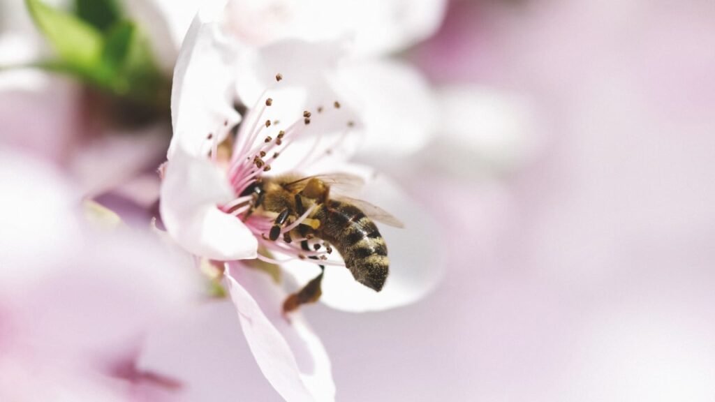 La escasez de comida acelera la metamorfosis en las abejas