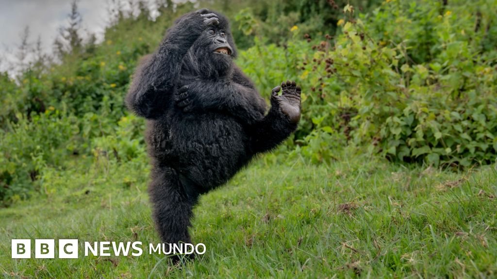 Premios Nikon de Vida Silvestre: las imágenes más hilarantes de animales de 2025.