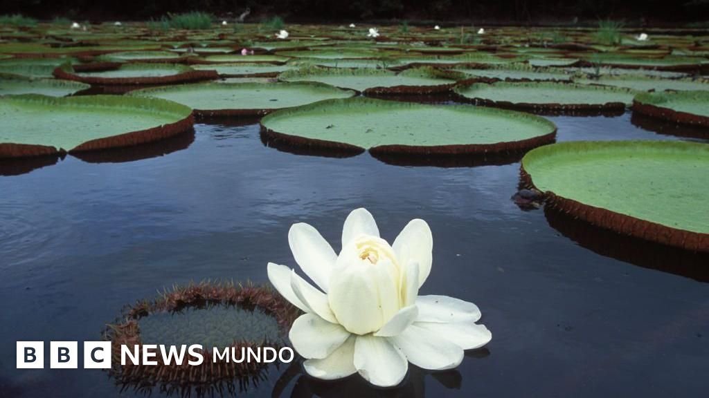 Victoria regia: la extraordinaria planta sudamericana que reinventó nuestros espacios y continúa inspirando cambios