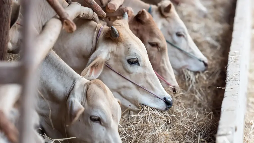 México registra su primer caso de gusano barrenador en Tamaulipas