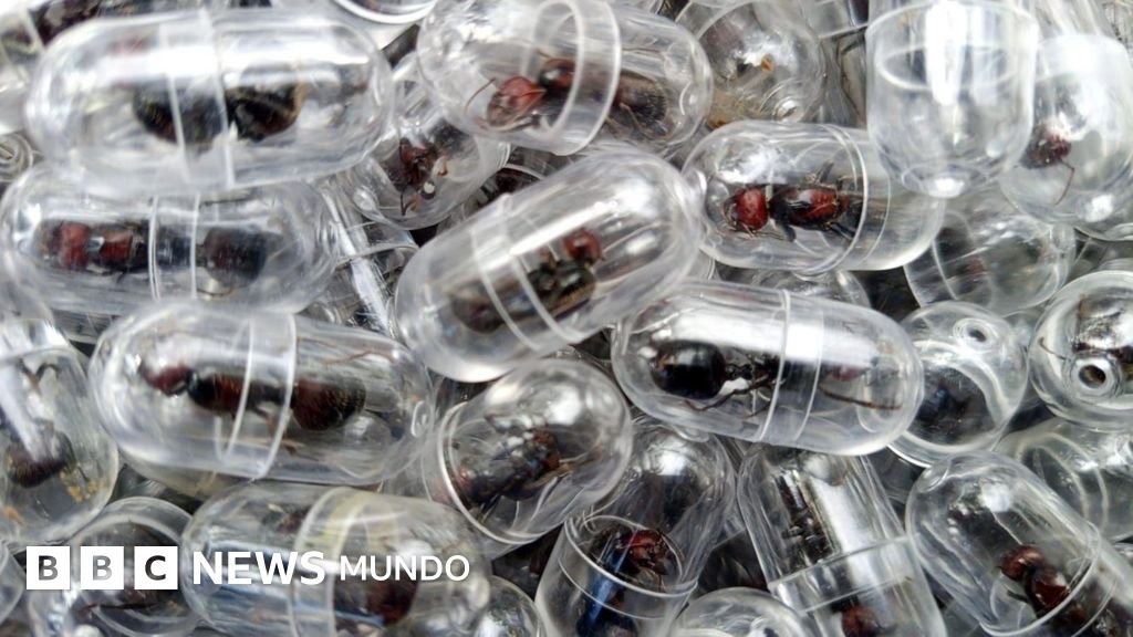 Detenido en un aeropuerto de Kenia un ciudadano chino con 2.000 hormigas reina en su poder