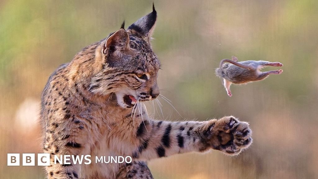 Imágenes asombrosas: un lince travieso y otras maravillas de la vida salvaje