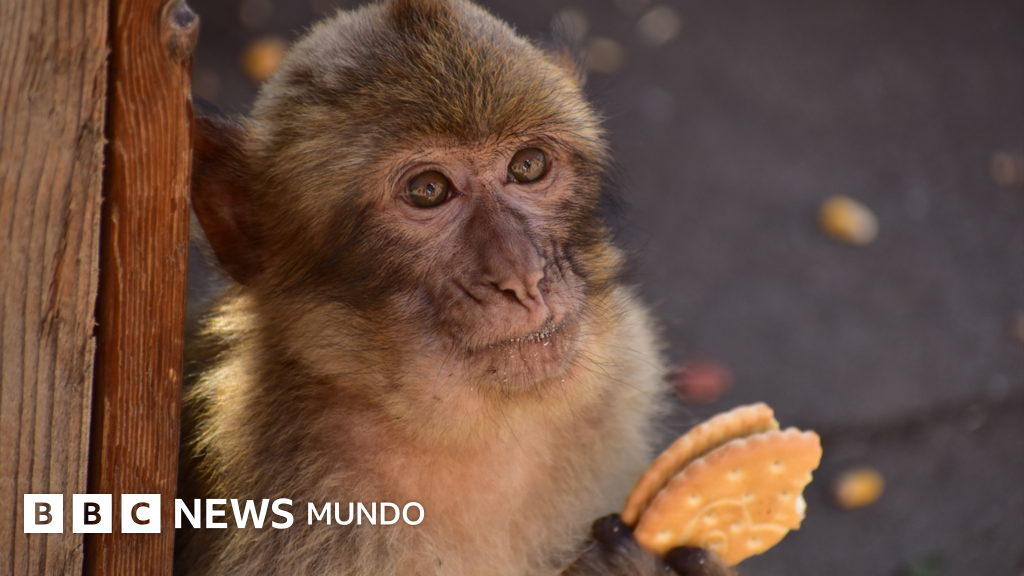 La asombrosa razón detrás del hábito de los monos de Gibraltar de comer tierra