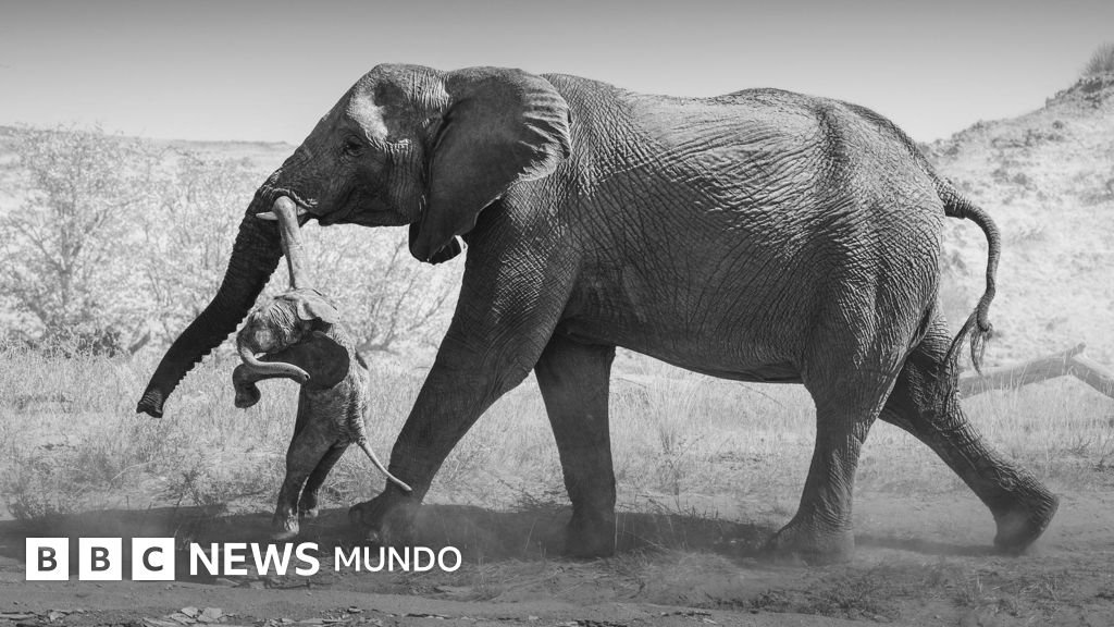 Las conmovedoras imágenes de la elefanta que lucha por sanar tras la pérdida de su cría y lo que nos enseñan sobre el duelo en los animales